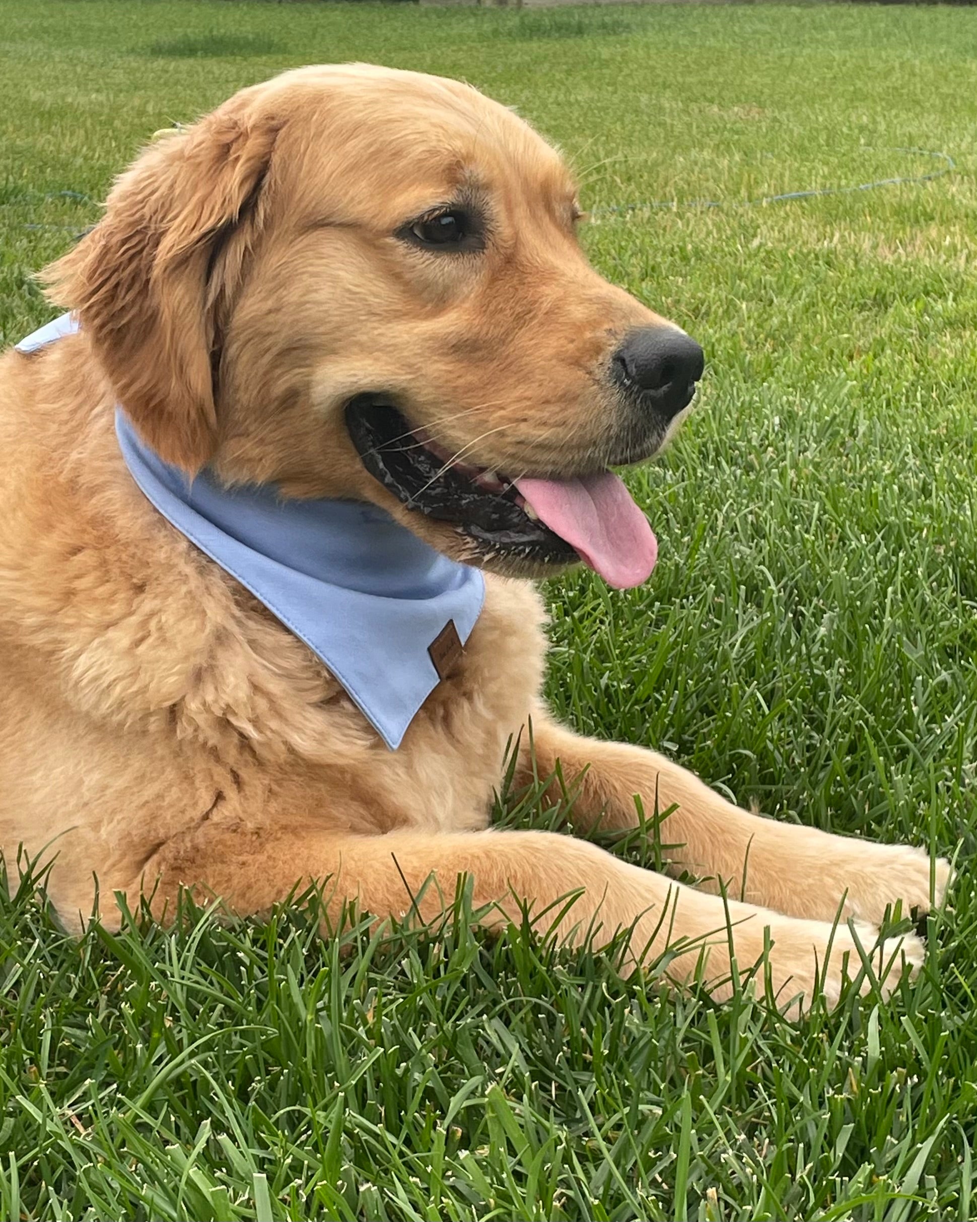 Bamboo Dog Bandana