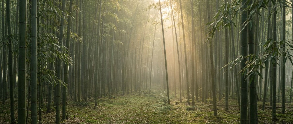 EcoDrift bamboo forest